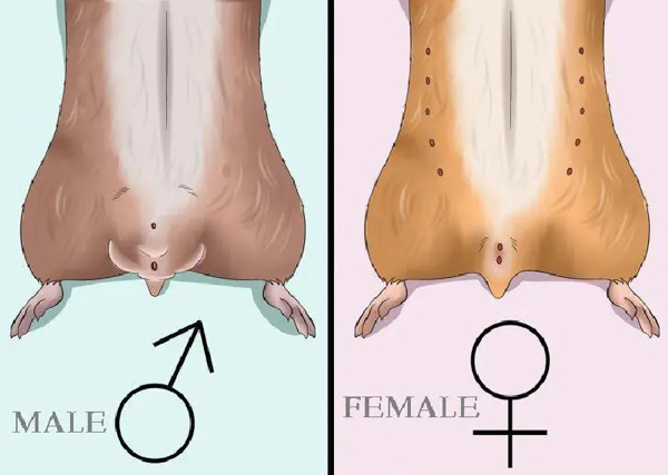 Bụng của hamster cái sẽ có núm vú trong khi vị trí gần đuôi của con đực có tinh hoàn