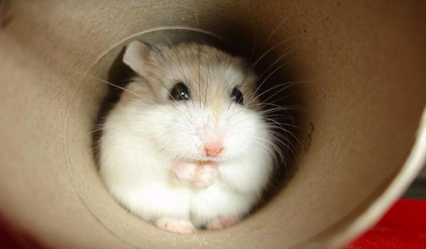 Hamster robo thuộc một trong những loài hamster có kích thước nhỏ nhất