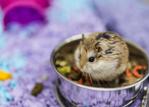 Thức ăn của hamster robo vô cùng đa dạng