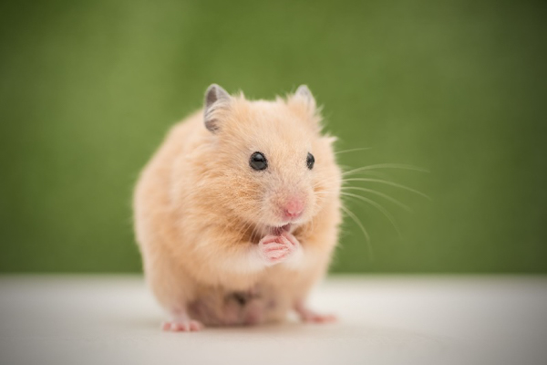 Đặt tên cho chuột hamster có thể tăng sự kết nối giữa thú cưng và chủ nuôi