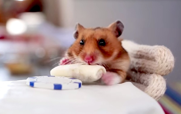 Hamster thu hút người yêu động vật bằng ngoại hình cực kì nhỏ bé, đáng yêu