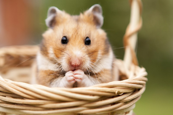 Giống như mèo, hamster cũng là loài yêu thích sự sạch sẽ