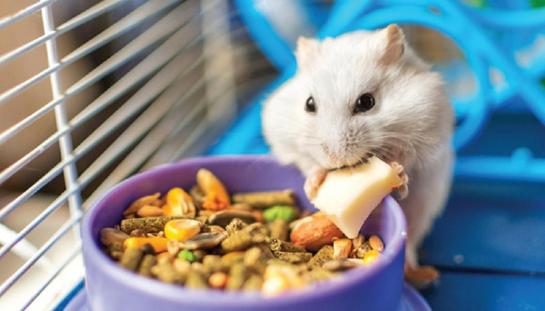 Bạn có thể đặt tên cho chuột hamster bằng những thực phẩm quen thuộc thường ngày