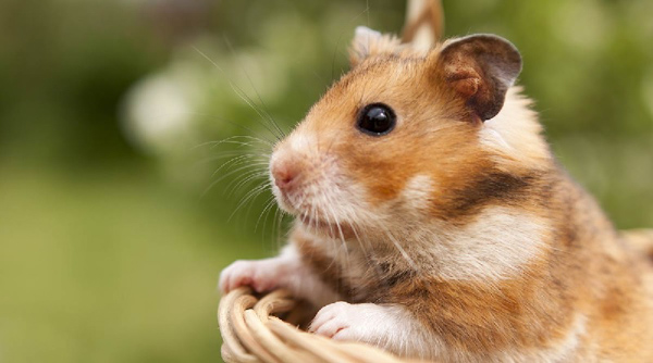 Hamster bear có vẻ ngoài hiền lành nhưng tính tình lại rất hoạt bát, lanh lợi