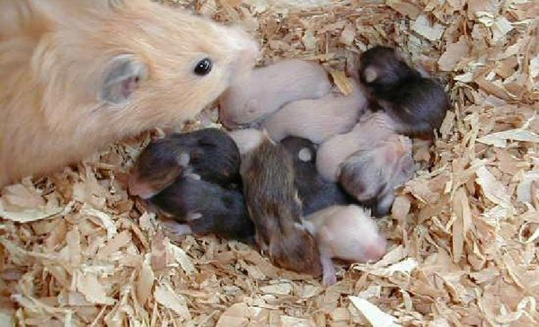 Hamster con sau khi sinh vô cùng yếu ớt và phụ thuộc hoàn toàn vào chuột mẹ