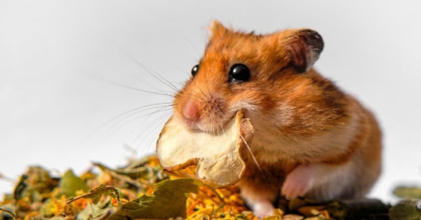 Thực đơn của hamster bear bao gồm rất nhiều loại thực phẩm khác nhau