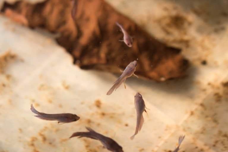 Hình ảnh cận cảnh đàn cá chọi xiêm được nuôi bằng bo bo hoặc bọ chét nước trong bể.