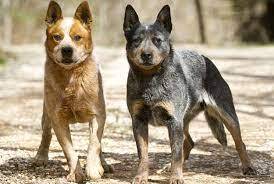 Chó chăn bò Úc gót đỏ và Chó chăn bò Úc gót xanh