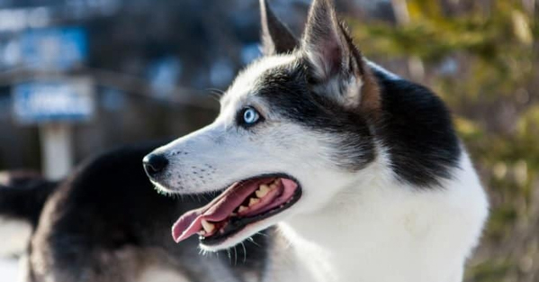 Cách chăm sóc chó Alaska Husky cho người mới bắt đầu