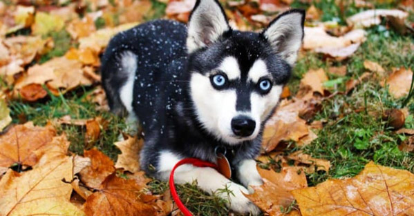 Những điều thú vị về chó Alaskan Klee Kai mà ai cũng nên biết