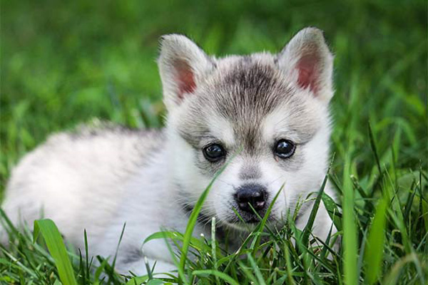 Những điều thú vị về chó Alaskan Klee Kai mà ai cũng nên biết