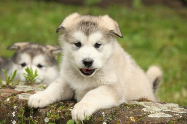 Alaskan Malamute - Loài chó thông minh, đầy tình cảm