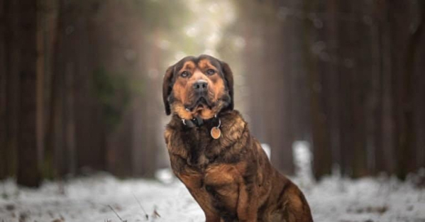 Những đặc điểm thú vị về loài chó Alpine Dachsbracke