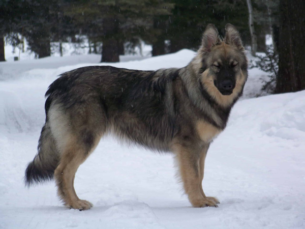 Chó Alsatian Mỹ (American Alsatian): Nguồn gốc và đặc điểm