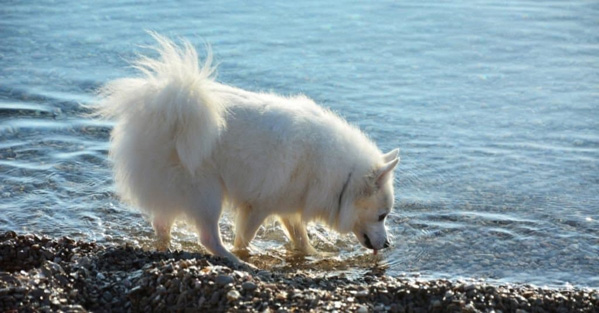 Chó Eskimo Mỹ (American Eskimo Dog): Nguồn gốc và đặc điểm