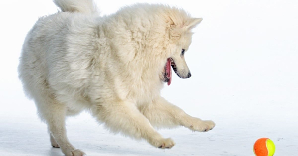 Chó Eskimo Mỹ (American Eskimo Dog): Nguồn gốc và đặc điểm