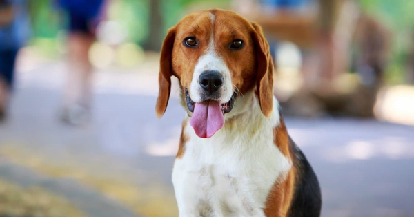 Chó săn cáo Mỹ (American Foxhound): Nguồn gốc và đặc điểm