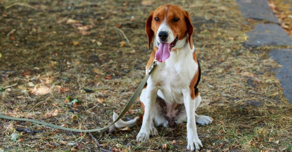 Chó săn cáo Mỹ (American Foxhound): Nguồn gốc và đặc điểm