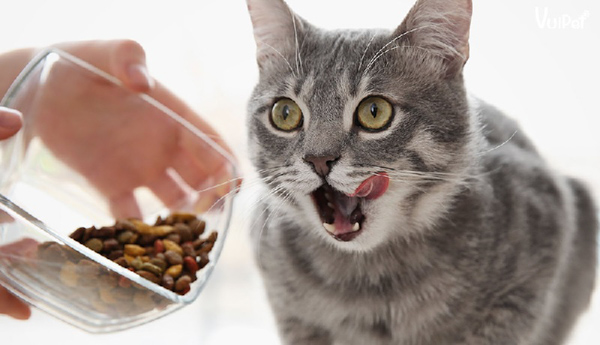 Thức ăn hạt hoàn toàn có thể cung cấp đầy đủ dưỡng chất cần thiết cho mèo