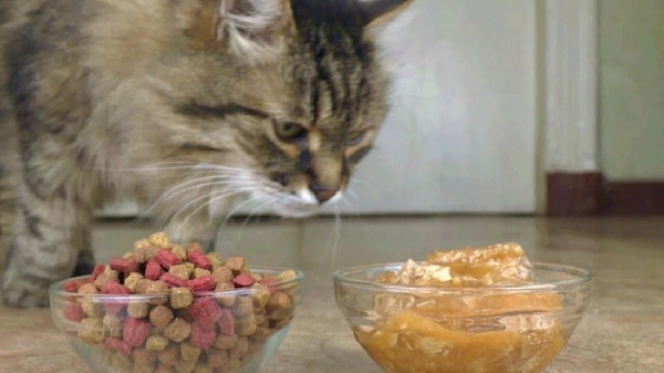 Các chủ nuôi cũng cần nắm rõ một số hạn chế của việc sử dụng thức ăn hạt cho mèo