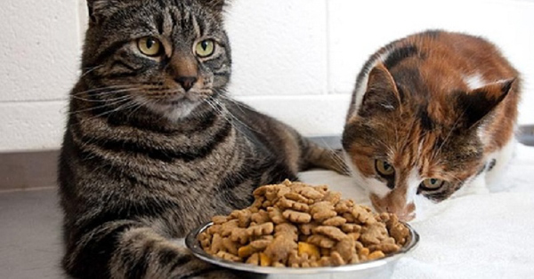 Việc nhai thức ăn hạt cứng giúp răng của mèo chắc khỏe hơn