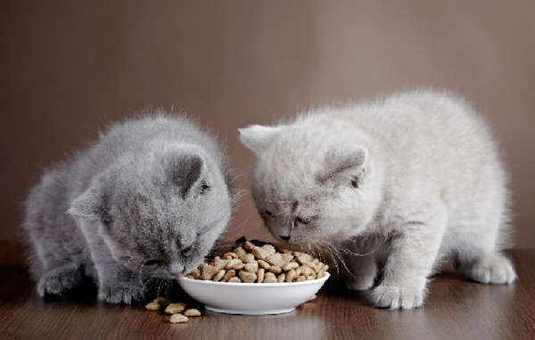 Thức ăn mèo con dạng hạt mang đến nhiều lợi ích cho sự phát triển toàn diện