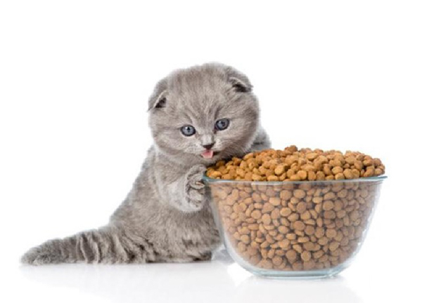 Nhu cầu về dinh dưỡng ở mèo con cao gấp 3 - 4 lần mèo trưởng thành