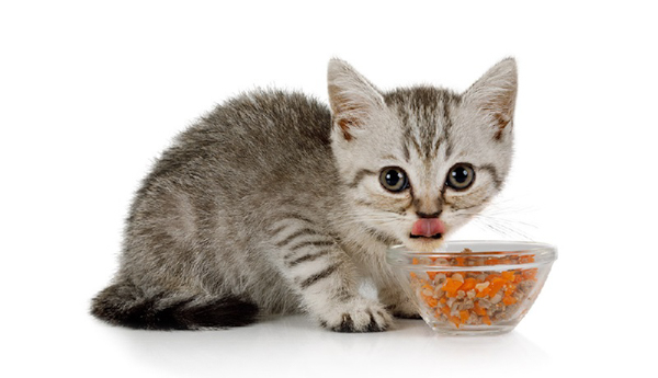 Các chủ nuôi cần lưu ý một số điều sau khi sử dụng thức ăn hạt cho mèo con