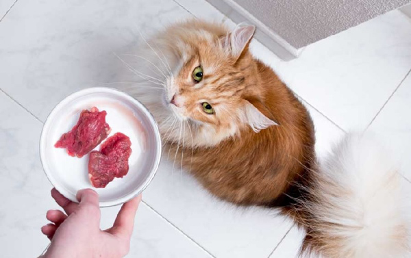 Mèo ăn thịt sống sẽ tiềm ẩn những nguy cơ cao về sức khỏe