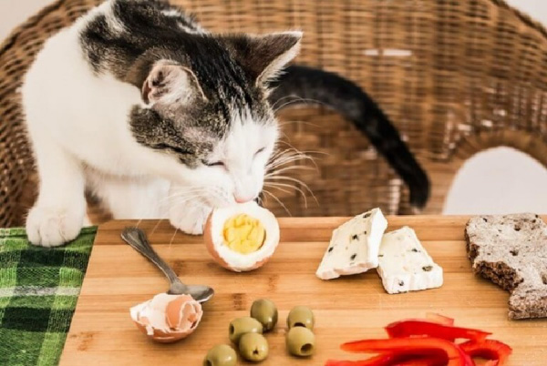 Không nên cho mèo chỉ ăn hoàn toàn thức ăn tự chế biến