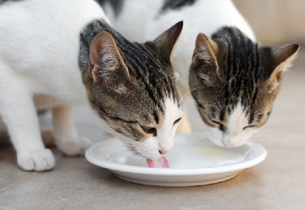 Dạ dày mèo không cho phép chúng tiêu hóa tốt các loại sữa dành cho người