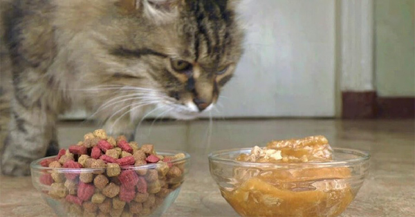 Đồ ăn mèo là thực phẩm giàu dinh dưỡng và có độ an toàn cao