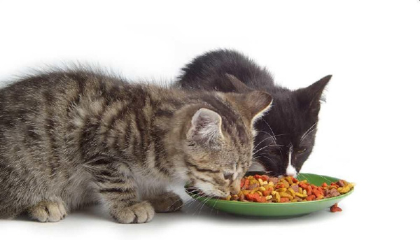 Thức ăn mèo chế biến sẵn là lựa chọn tuyệt vời cho chủ nuôi bận rộn