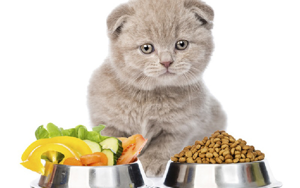 Tỉ lệ các dưỡng chất trong thức ăn mèo nên được cân nhắc kỹ càng