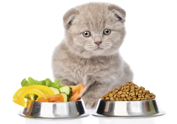 Hạt Catsrang cung cấp đầy đủ lượng chất xơ cần thiết cho mèo