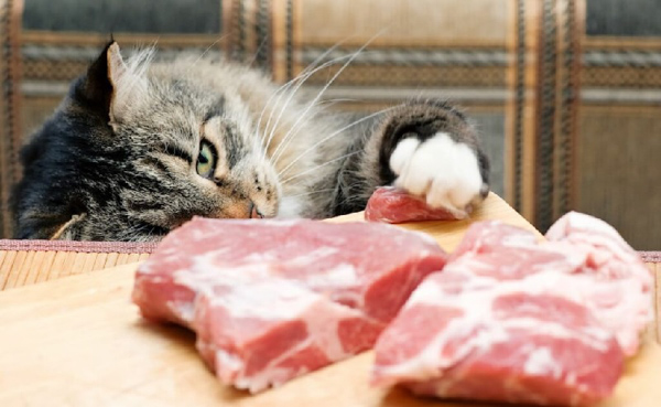 Chế độ ăn Raw meat tiềm ẩn nguy cơ mắc bệnh ở cả mèo và chủ nuôi
