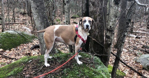 Chó săn Mỹ (American Coonhound): Nguồn gốc và đặc điểm