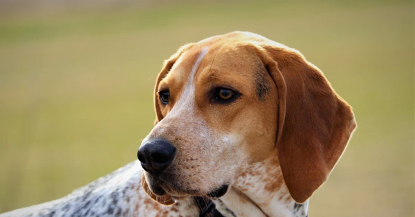 Chó săn Mỹ (American Coonhound): Nguồn gốc và đặc điểm