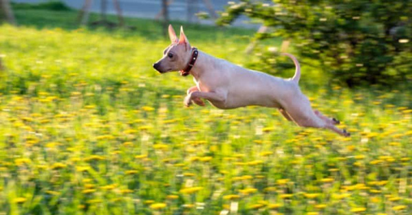 Ưu và nhược điểm khi sở hữu chó sục không lông của Mỹ (American Hairless Terrier)