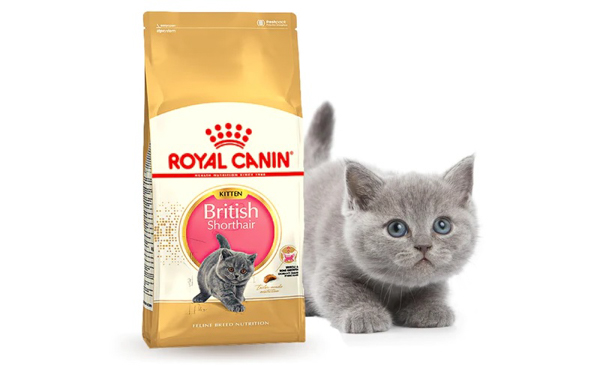Hạt Royal Canin được thiết kế riêng cho mèo Anh lông ngắn dưới 12 tháng tuổi