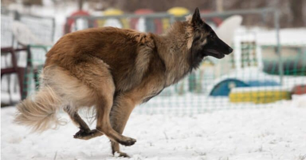 Belgian Tervuren: giống chó đầu tiên thắng giải chăn gia súc AKC