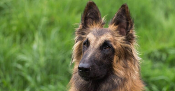 Belgian Tervuren: giống chó đầu tiên thắng giải chăn gia súc AKC