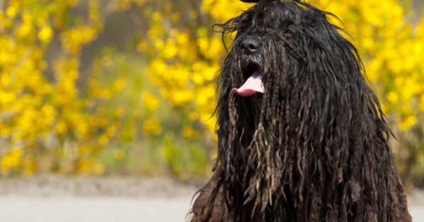 Chó Bergamasco - Giống chó xuất hiện từ 1000 năm trước