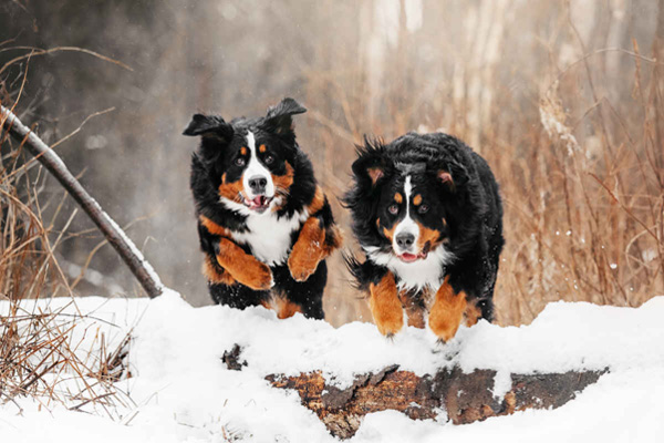 Chó núi Bernese (Bernese mountain dogs): Nguồn gốc và đặc điểm
