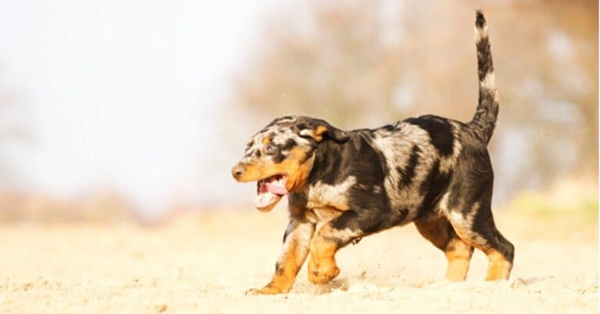 Chó Beauceron: Nguồn gốc, đặc điểm tính cách và ngoại hình