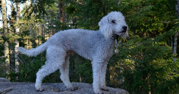 Chó sục Bedlington - Giống chó độc đáo đến từ nước Anh