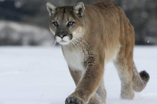 Báo sư tử (Cougar)