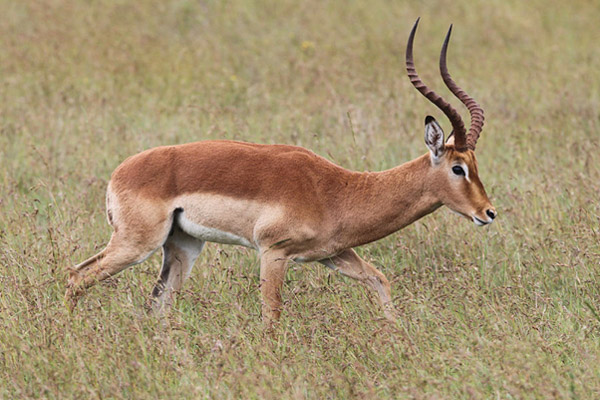 Linh dương (Impala)