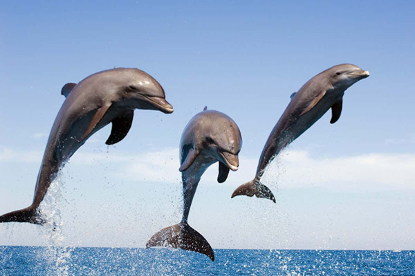 Cá Heo (Dolphin)