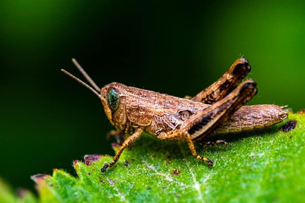 Châu Chấu (Grasshopper)
